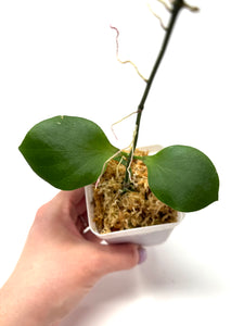 Hoya Anulata