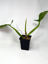 Load image into Gallery viewer, Philodendron Applanatum