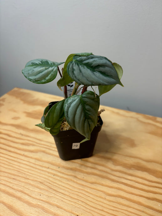 79. Philodendron Sodiroi Ornatum