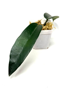 Hoya Stenaokei
