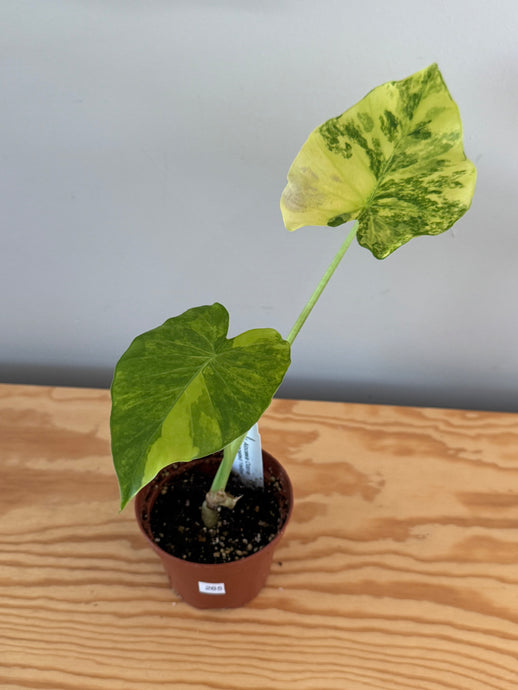 265. Alocasia Odora Yellow Variegated