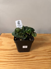Load image into Gallery viewer, 152. Hoya Carnosa Compacta