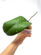 Load image into Gallery viewer, Hoya cv. Lea