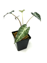 Load image into Gallery viewer, Alocasia Bambino Pink Variegated G