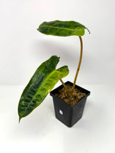 Load image into Gallery viewer, Philodendron Billietiae Variegated D