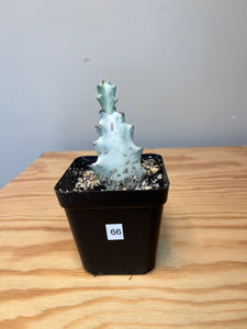 66. Euphorbia Lactea 'White Ghost'