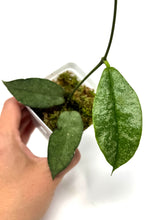 Load image into Gallery viewer, Hoya Mitrata Silver C