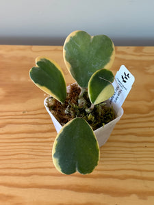 319. Hoya Kerrii Albo Variegated