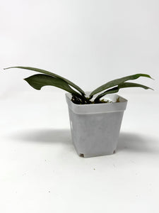 Hoya Mitrata Silver A
