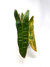 Load image into Gallery viewer, Philodendron Billietiae Variegated A