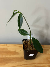 Load image into Gallery viewer, 136. Hoya Cystiantha Splash (reverted)