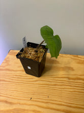 Load image into Gallery viewer, 228. Homalomena Rubescens Variegated (reverted)