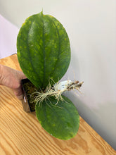 Load image into Gallery viewer, 107. Hoya Lambii