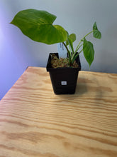 Load image into Gallery viewer, 40. Homalomena Rubescens Variegated (reverted)
