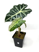 Load image into Gallery viewer, Alocasia Amazonica Variegated A