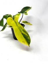Load image into Gallery viewer, Philodendron Florida Beauty
