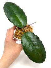 Load image into Gallery viewer, Hoya Versteegii