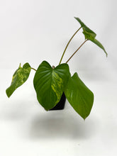 Load image into Gallery viewer, Homalomena Rubescens Variegated B