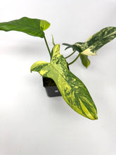 Load image into Gallery viewer, Philodendron Bipennifolium Violin Variegated D