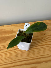 Load image into Gallery viewer, 42. Hoya Vorapol