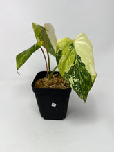 Load image into Gallery viewer, Philodendron Gloriosum Variegated F