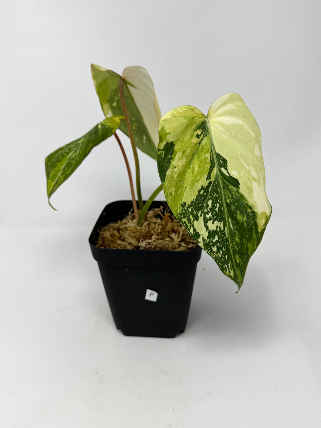 Philodendron Gloriosum Variegated F