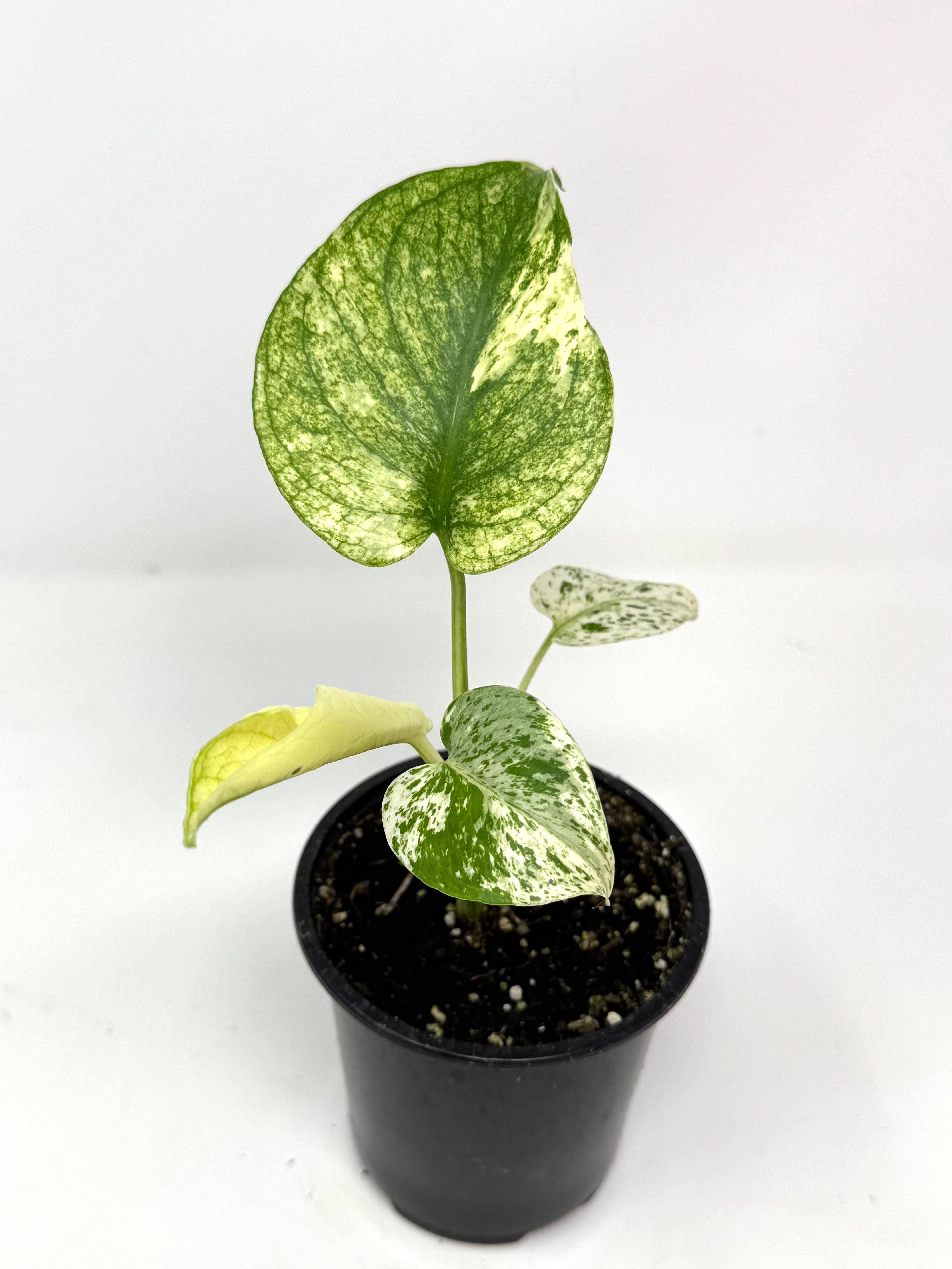 【希少】Monstera deliciosa mint variegata 01 希少】Monstera deliciosa mint variegata 1 The Rare Monstera