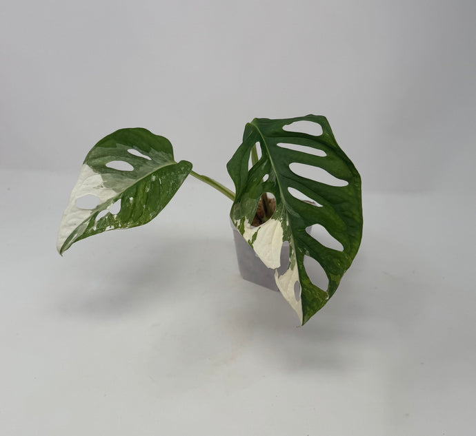 Monstera Adansonii Variegated E