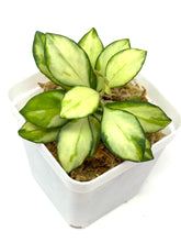 Load image into Gallery viewer, Hoya Heuschkeliana Inner Variegated