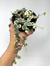 Load image into Gallery viewer, Ceropegia Woodii “String of Hearts” Variegated