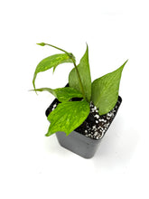 Load image into Gallery viewer, Hoya Polyneura