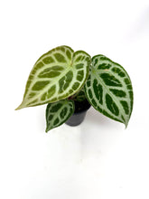 Load image into Gallery viewer, Anthurium Silver Blush