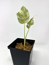 Load image into Gallery viewer, Monstera Deliciosa Albo Variegated D