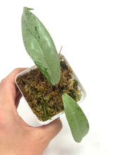 Load image into Gallery viewer, Hoya Pubicalyx Pink Silver Ghost F