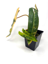 Load image into Gallery viewer, Philodendron Billietiae Variegated B