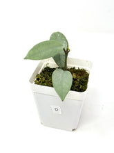 Load image into Gallery viewer, Hoya Wilbur Graves Silver D