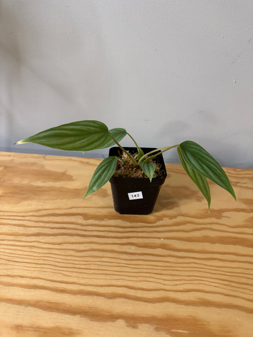 143. Philodendron Mamei Silver Cloud