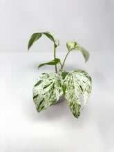 Load image into Gallery viewer, Epipremnum Pinnatum &#39;Marble&#39; Variegated