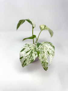 Epipremnum Pinnatum 'Marble' Variegated