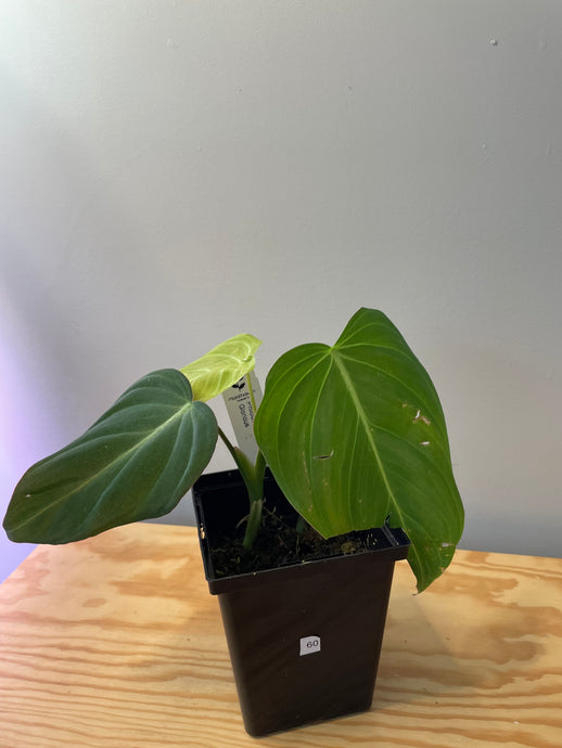 60. Philodendron Glorious (Melanochrysum x Gloriosum)