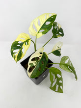 Load image into Gallery viewer, Monstera Adansonii Albo Variegated E