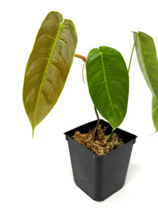 Philodendron Sharoniae