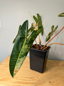 Philodendron Billietiae Variegated D