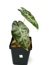 Load image into Gallery viewer, Alocasia Amazonica Variegated D