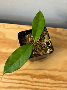 44. Hoya Coriacea Silver