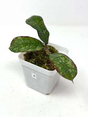 Hoya Gunung Gading Ghost B