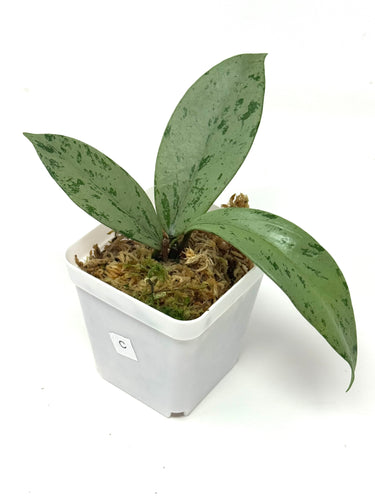 Hoya Pubicalyx Pink Silver Ghost C