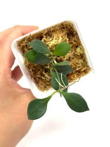 Hoya Carmelae