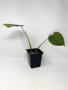 Monstera Deliciosa Albo Variegated K