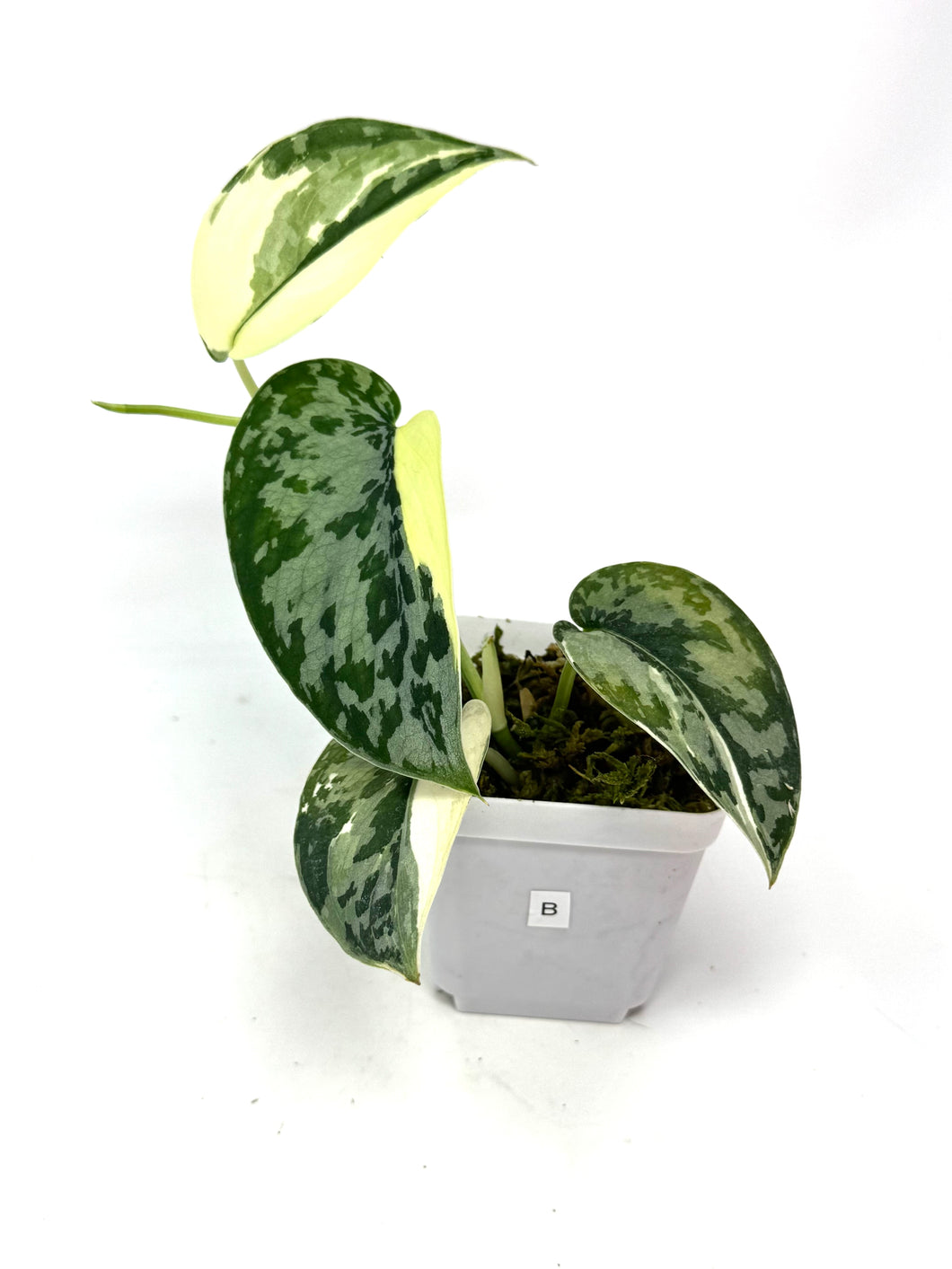Scindapsus Mayari Variegated B